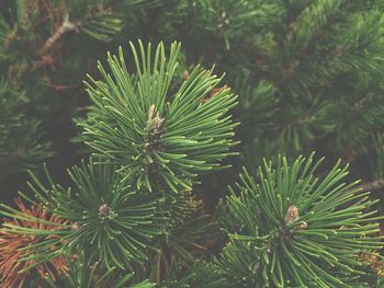 Close-up of pine tree