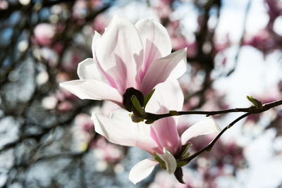 Close-up of pink flower tree