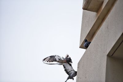 Low angle view of bird flying against clear sky