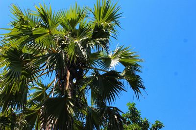 Low angle view of coconut palm tree against blue sky