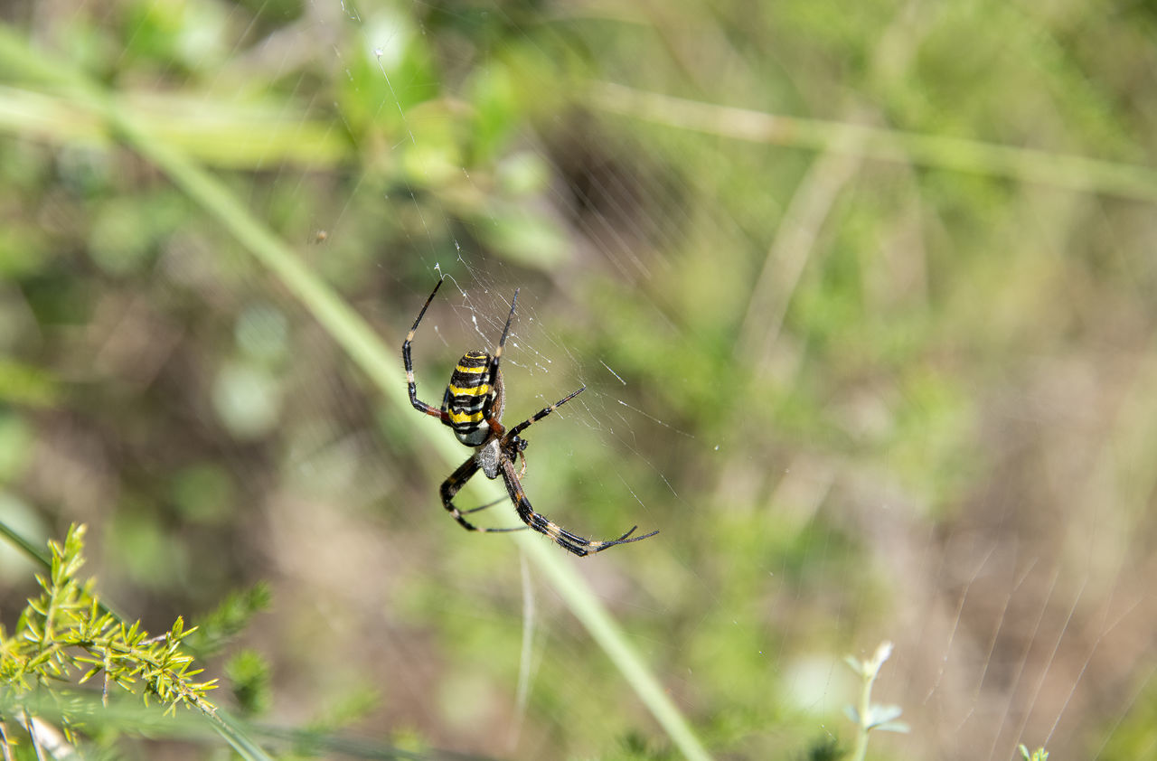 Arachnida