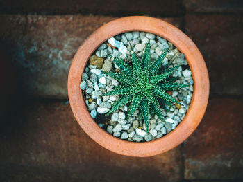 High angle view of potted plant on table