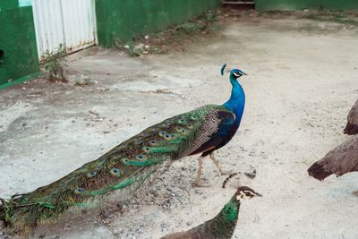 High angle view of peacock perching on land