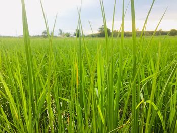 Crops growing on field against sky