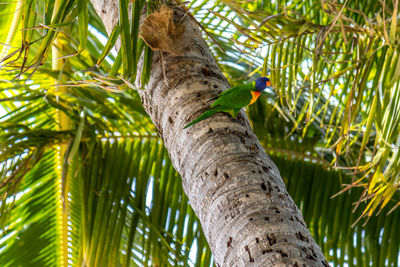 Low angle view of bird perching on tree