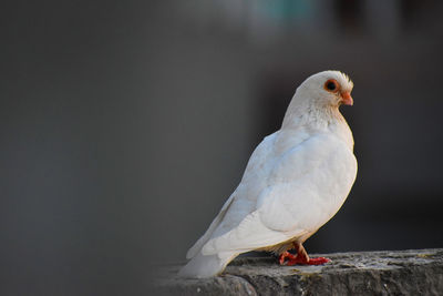 Close-up of pigeon perching