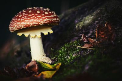 Close-up of red mushroom