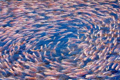 Full frame shot of fish in sea