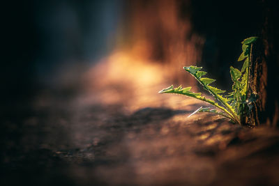 Close-up of plant growing on field