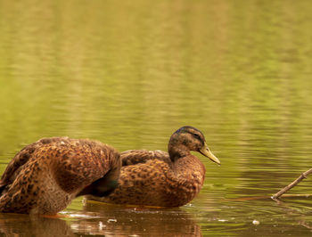 Ducks swimming in lake