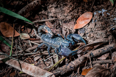 A big black scorpion in the forest