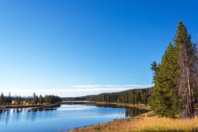 Scenic view of lake in forest against clear blue sky