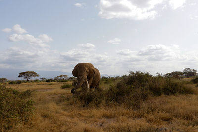Portrait of tim, the amboseli big tusker elephant