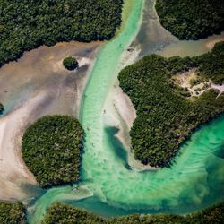 Aerial view of trees by river