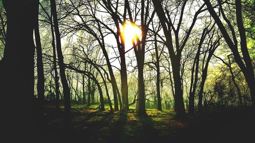 Sun shining through trees in forest