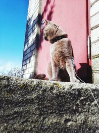 Cat looking away against wall
