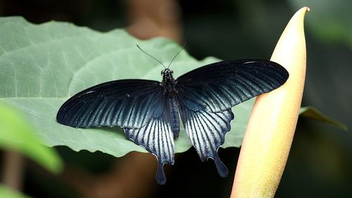 Close-up of butterfly on flower