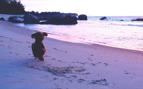 Full length of dog on beach against sky during sunset