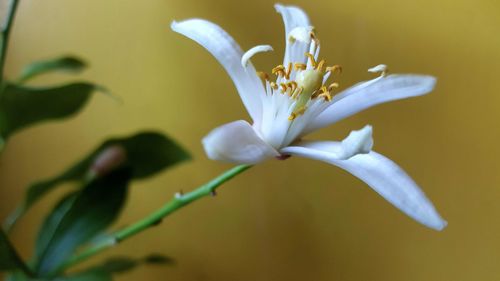 Close-up of white flowering plant