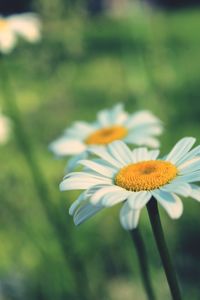 Close-up of daisy flower