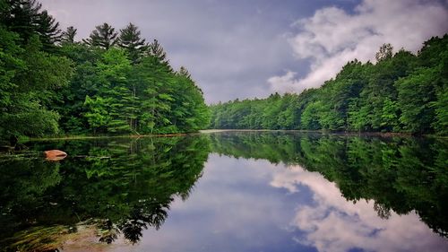 Reflection of trees in calm lake