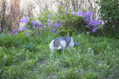 View of an animal on field