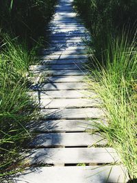 Plants growing on road