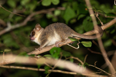 Close-up of squirrel on branch