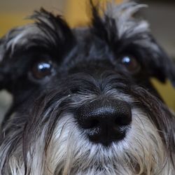 Close-up of dog