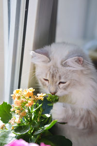 Cat looking away while sitting on window