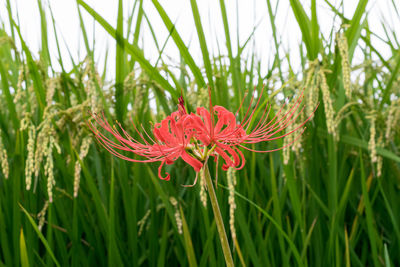 Close-up of red poppy blooming in field