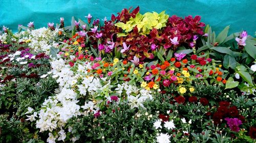 Close-up of multi colored flowers blooming outdoors