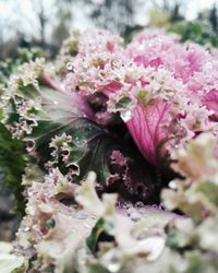 Close-up of pink flowers