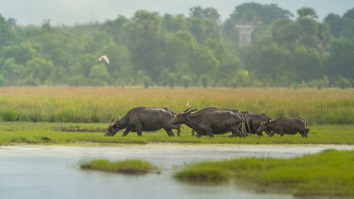 Buffalo in a field