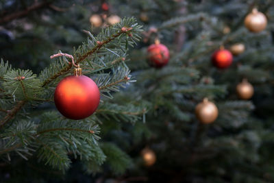 Close-up of tomatoes growing on tree