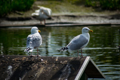 Seagulls perching on a railing