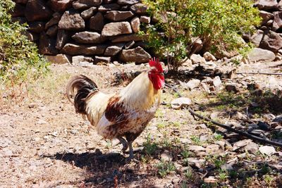 Close-up of rooster on field