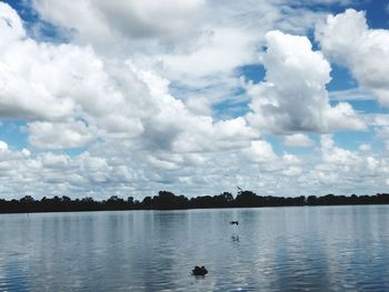 Swans swimming in lake against sky