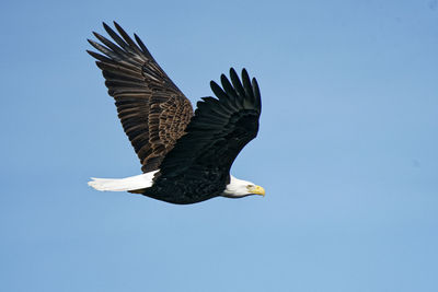 Low angle view of eagle flying against clear blue sky