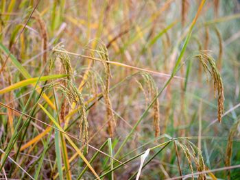 Close-up of crops on field