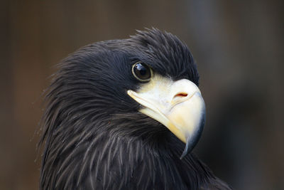 Close-up of a bird looking away