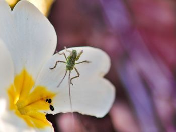 Close-up of insect on purple flower