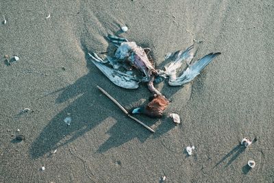 High angle view of crab on sand