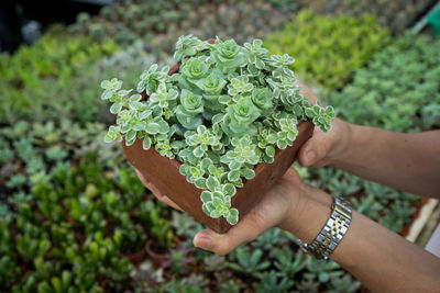 Close-up of hand holding leaf