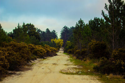 Dirt road along trees and plants against sky