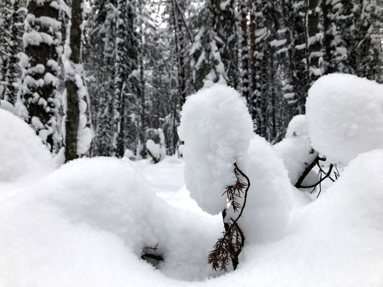 TREES ON SNOW COVERED FIELD