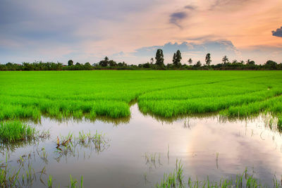 Scenic view of rice paddy against sky