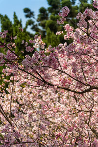 Close-up of cherry blossom tree