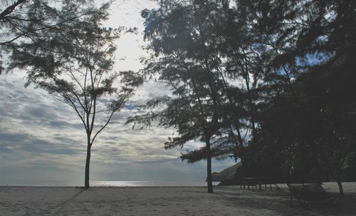 Scenic view of trees against sky