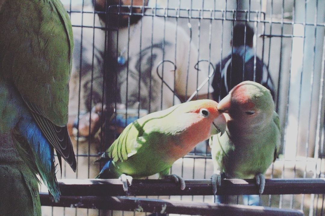 CLOSE-UP OF PARROT PERCHING ON BUILDING